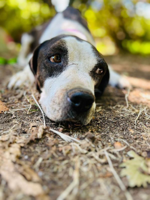 Lea, cagnolina 5 anni taglia media – dolce e in cerca di riscatt Foto 2